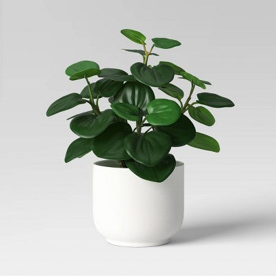  Core Plant Multipack In White Pot - Room Essentials™