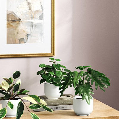  Core Plant Multipack In White Pot - Room Essentials™