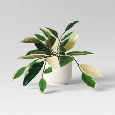  Core Plant Multipack In White Pot - Room Essentials™